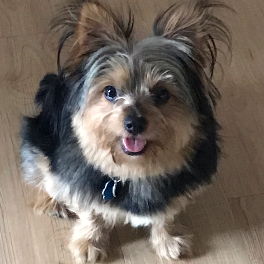 Meet your Posher, Clifford